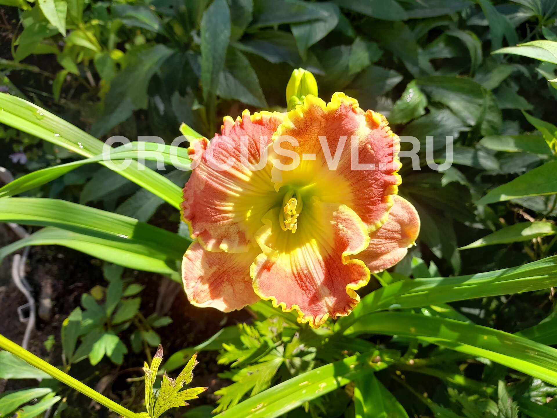 Лилейник «Fame»